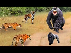 This Fight is INSANE! Tiger vs. Gorilla!