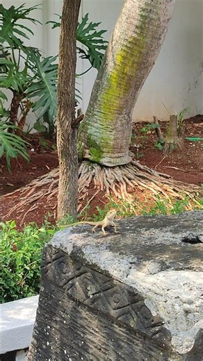 I saw a lizard on the floor #lizard #reels