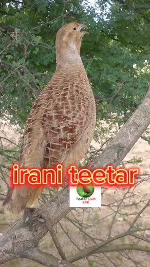 Irani teetar awaz #Teetar #bird #nature #viralreels | Teetar club kpk