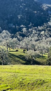 Howdy partner! 🤠 Saddle up at Alisal Ranch in Visit the Santa Ynez Valley for an unforgettable experience in California. From horseback rides through the valley's wine country to relaxing poolside, unwind at this luxurious retreat. Learn more: https://bit.ly/3xTlhVJ 📍Visit Solvang USA 📷 @robinmarielong on IG | Visit California