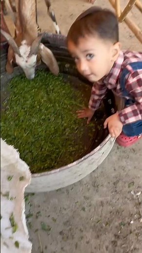 kids playing with goats baby😍👍