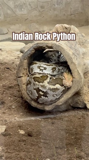 Indian Rock Python | #indian #rock #python #pythonsnake #snake #wildlife #snakevideo #ballpython