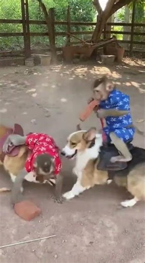 Monkeys Playing on Dogs in the Wildest Way #shorts #funny #animals