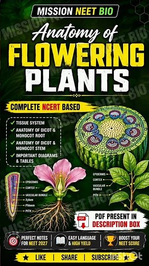 Anatomy of Flowering Plants in One Shot 🌿 | Complete NCERT Class 11 Biology | MISSION NEET BIO