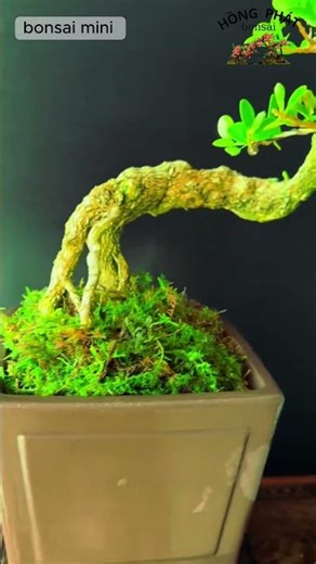 bonsai mini 4. bonsai mini dáng bay. #bonsai