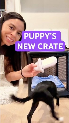 Puppy’s new crate setup 🖤 Diggs revol