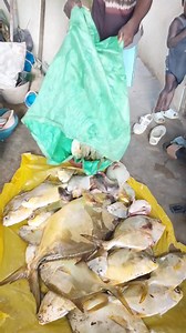 3.3M views · 18K reactions | Des poissons #fishing | Assemien Bosso | Facebook