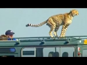 Cheetahs Meet Film Crew | BBC Studios