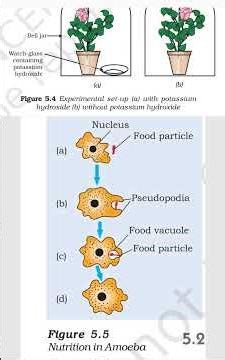 Std 10 Science Part 2 | All Chapter Figures Pictures MOST IMP for Board Exam 2026 | By Sagar Sir