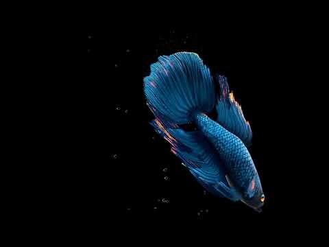 Relaxation Betta Fish Live Wallpaper FREE for PC No Copyrigth