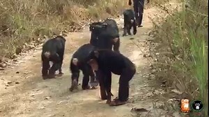 ~ Sunday Science : bipedalism ~ Walking on two feet regularly is pretty unique to humans. The other African apes, including Chimpanzees, are knuckle walkers, mostly walking on all fours... but they do sometimes walk and stand on 2 feet! Scientists are interested by what behaviours chimpanzees use bipedalism for in the wild to understand why humans stood up on 2 feet: To reach fruit? Look out for danger? Carry objects? We still don't know its origins... But we do know that for young Kaddé standin