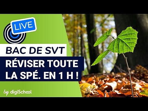 SVT Baccalaureate: everything you need to know about the test!