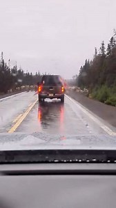 🦌🎅 "You know Dasher and Dancer and Prancer and Vixen, Comet and Cupid and Donner and Blitzen..." 🎅🦌 📽: Stephen Drodge, Buchan's Highway, November 2025. #NLProud #ExploreNL #DiscoverNL #VisitNL #TourismNL #NLWildlife | NL Proud