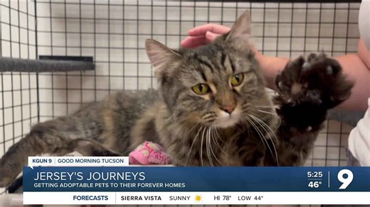 Jersey's Journeys: Rescue Me Marana has the perfect pets