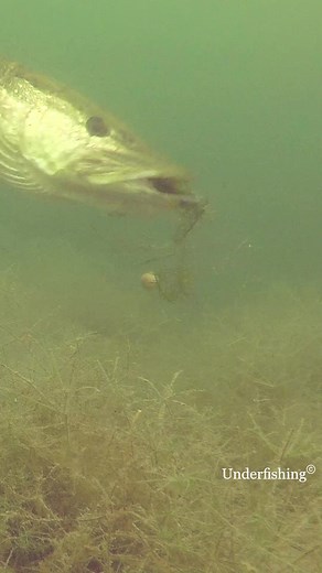 Pike Eating Boilies: Underwater Angling Spectacle
