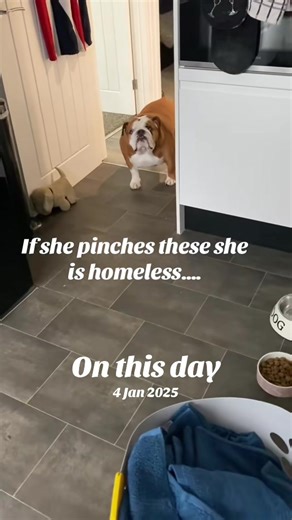 #onthisday #fyp #bulldog #englishbulldogpuppy #cutedog