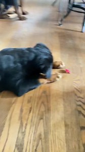 152K views · 7.8K reactions | Ripley met an apple for the first time...