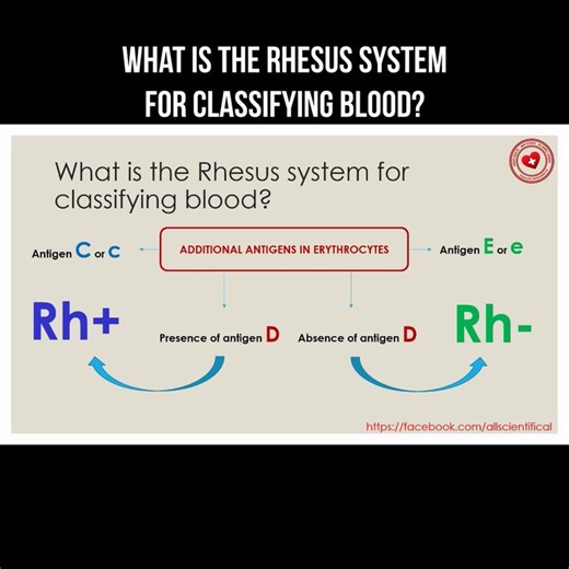 What is the Rhesus system for classifying blood?