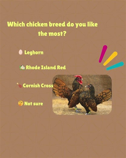 Which Chicken Breed Is Your Favorite? 🐔❤️