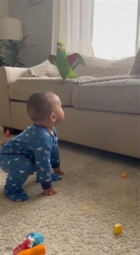 Baby scolds parrot for not flying 😂 | Baby Bee