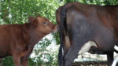 clip-3995476991-young-bull-mounting-cow-natural-mating-farm