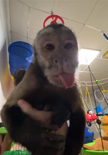 Funny Capuchin Monkey Moments to Brighten Your Day