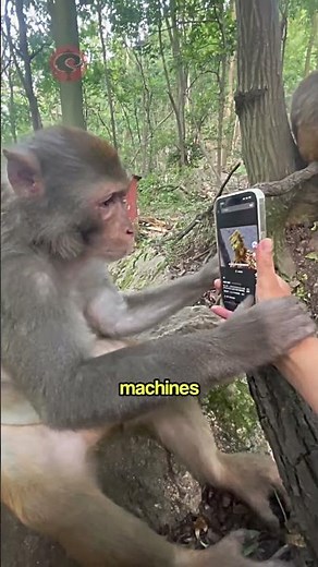 Monkey Logic Explained