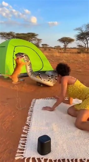 Giant Python Attacks Sleeping Woman 😱 | Cat Saves the Day 🐍 #giantpython #funnyshorts #snakeattact
