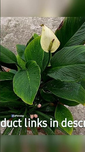 What Fertilisers Use To Make Peace Lily Bloom!! - Peace Lily Plant Care