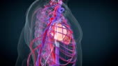 Heart circulatory system Animation