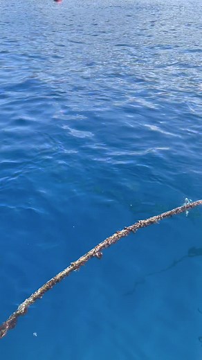 Amazing Flying Tuna Encounter in Blue Waters