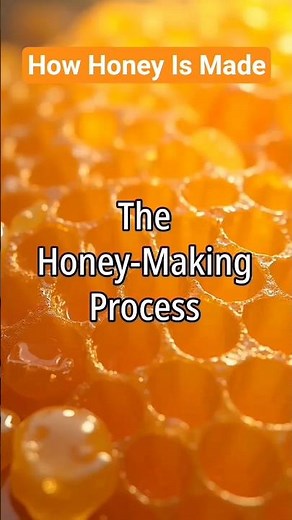 How Honey Is Made
