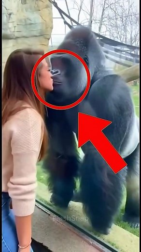 Top 3 Amazing Animals With Skills #AmazingAnimals #AnimalSkills #WildlifeFacts