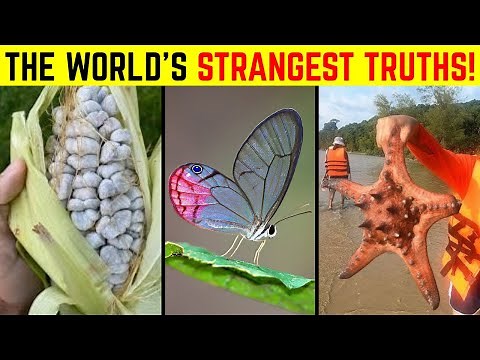 The World’s Weirdest Facts That Sound Fake… But Are 100% Real!