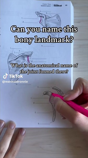 Explore Key Skeletal System Anatomy with Expert Guidance