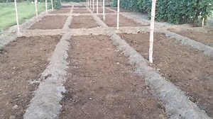 71K views · 2.3K reactions | ہایبریڈ پیاز کب لگانے کا صحیح وقت کیا ہے ۔ بیج کونسا لینا ہے ۔ پنیری تیار کرنے کے لیے جگہ کتنی ہو ۔ مزید کچھ اہم معلومات ۔۔۔ #onion #agriculture #farming #information #technology #model #management #weather #moonagro | MOON AGRO FARM | Facebook