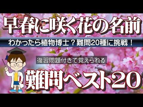 「何となく見てるだけ」で覚えられる？早春の花難問ベスト20。あなたの一番知らなかった花は何ですか？復習問題で覚えたか確認できます。