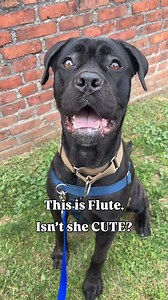 Flute is a super cute playful girl! She has all the typical goofiness you’d expect from a boxer! Stop by our Boston Adoption Center to meet her today! | MSPCA-Angell
