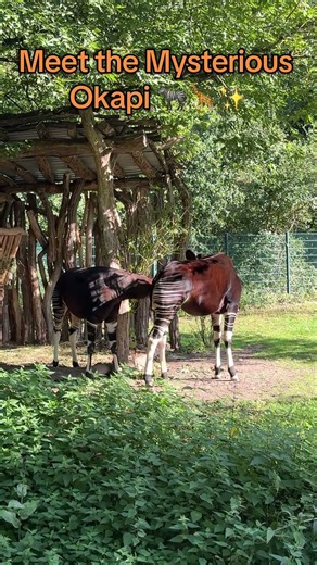 The Okapi: Half-Zebra, Half-Giraffe?