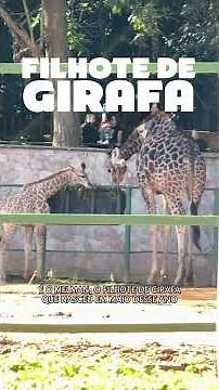 Is the São Paulo Zoo still worth it? (2026)
