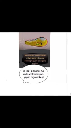Yeni organel ilk kez ökaryot hücrelerinde azotikasyonu yapan mitokondriden nitroplast biyoloji kitapları değişecek https://youtu.be/hfQEdIGoO68?si=9mV3LahnS-5IBD4S#keşfet#yeniorganel#ilkkez#ökaryothücre#canlıhücrelerde-a# konakçı -bosch #P₂#%1,4 -fixingorganelle