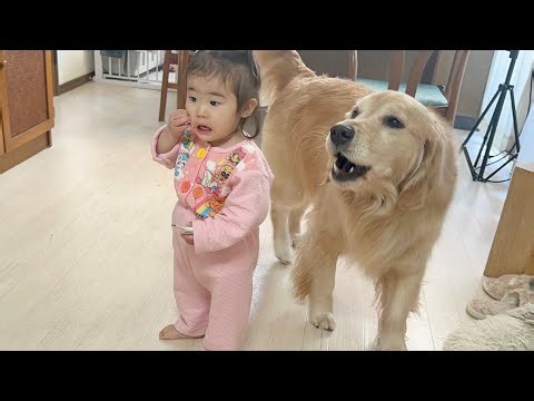 突然怒り始めた豆柴に対してタッグを組んで抗議し始めるゴールデンレトリバーと1歳児