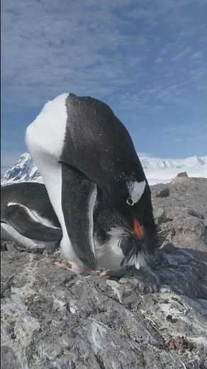 Do Penguins REALLY Mate for Life