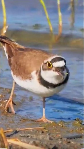 The Best Birds That Love to Eat Worms and Insects Revealed