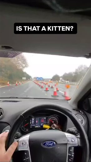 What is that between his legs? 🐱 #car #motorway | Alex James Harvey