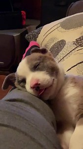 Pupper enjoying some tasty dreams. https://imgur.com/gallery/GzahPFA | Imgur