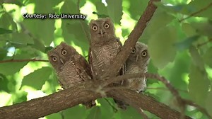 THE OWLS ARE HOME: New mother and her owlets find the perfect home at Rice University