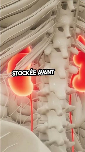 Découvrez les Secrets de l'Appareil Urinaire ! 💧🩺 #santé #science #biologie #éducation #sports