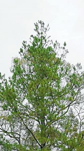 Scenic View Lush Leaf Inside Branches Stock Footage Video (100% Royalty-free) 3715561225 | Shutterstock