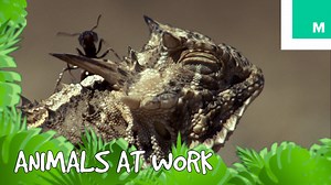 724K views · 708 reactions | Here's what animals would say if they had a boss that made them work late on the weekend. (with Nat Geo Wild) | Mashable | Facebook